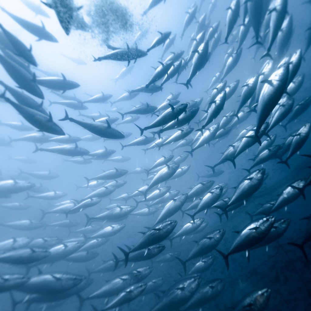 Snorkeling with Tuna Experience