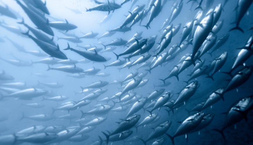 Snorkeling with Tuna Experience